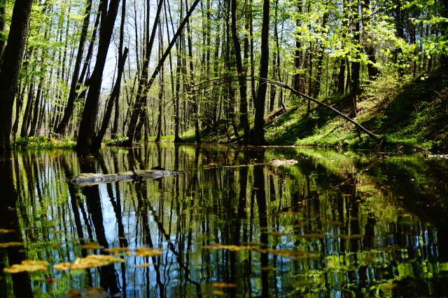 Przyrodniczo-leśna ścieżka dydaktyczna „Grabiny-Łąkorz”